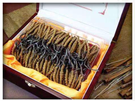 什玲镇冬虫夏草回收